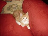 Leela on the sofa