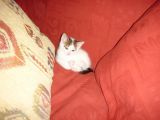 Fry on the sofa