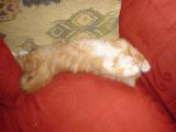 Leela getting comfortable