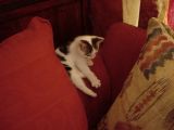 Fry about to sleep