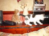 Fry and Leela exploring